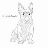 Terrier Scottish Dog Drawing Breeds Breed Scottie List Visit Draw Drawings Dogs Dogbreedslist sketch template