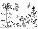 Garden Flower Coloring Printable Pages Vegetable Getcolorings sketch template