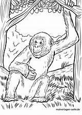 Bonobo Malvorlage Ausmalbilder Affen sketch template