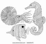 Coloring Ammonite Designlooter Butterflyfish Stress Shellfish Drawn Anti Horse Sea Illustration Vector Hand 431px 49kb sketch template