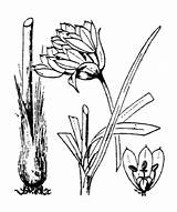 Allium Triquetrum Designlooter Dauph Vill Hist 1779 Prosp sketch template