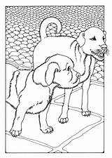 Perros Dibujo Cani Honden Kleurplaat Due Malvorlage Chiens Coloriage Grandes Stampare Kleurplaten Grande Printen Educolor Abbildung Große Herunterladen Téléchargez sketch template