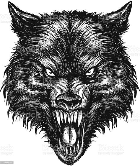 Hand Drawn Wolf Vector Illustration Stock Illustration Download Image