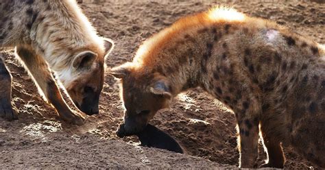 naam en geslacht hyena pup beekse bergen bekend hilvarenbeek bdnl