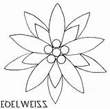 Edelweiss sketch template