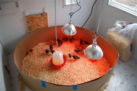 the process of raising waterfowl selection incubation brooding and