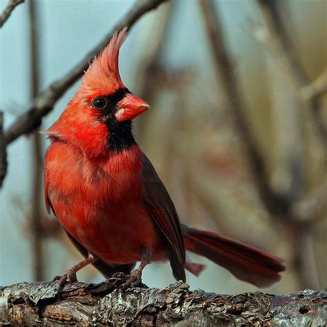 cardinals images male cardinal hd wallpaper  background