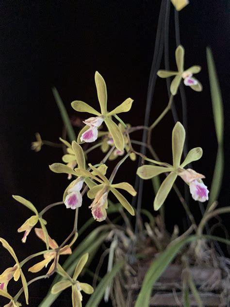Broward Native Orchids Restoring Native Orchids Throughout Southeast