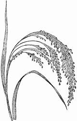 Millet Corn Broom Japanese Usf Tiff sketch template
