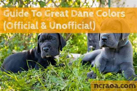 guide  great dane colors officially unofficially recognized national canine research