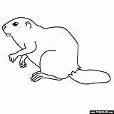 Coloring Gopher Beaver Pages Online Animals General Thecolor 11kb 560px sketch template