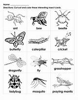 Insects Insect Kids Bugs Preschool Printables Kindergarten Color Worksheets Interesting Bug Cards Printable Activities Names Types Learning Worksheet English Nature sketch template