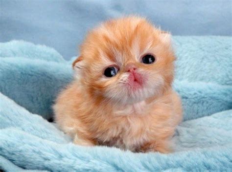 httpwwwcutestpawcomimagessmall kitten cute animals baby