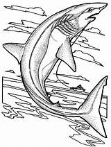 Shark Coloring Fisherman Sandtiger Caught Getting Sharks Color Kids sketch template