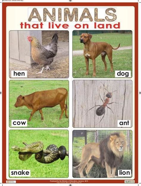 animals    land  ministry  education bookfusion