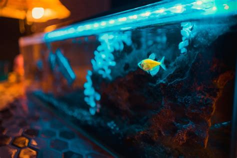 aquarium licht tipps zur optimalen aquarium beleuchtung
