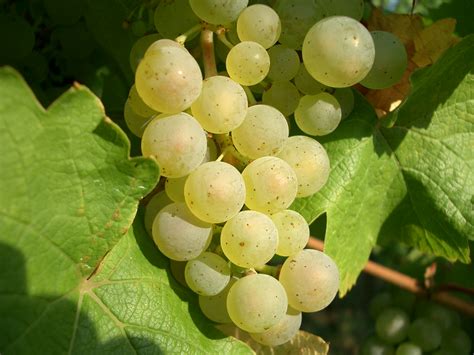 riesling tradition  aoc alsace