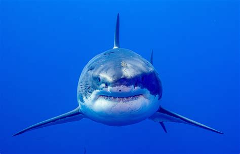 great white shark head  marko dimitrijevic photography