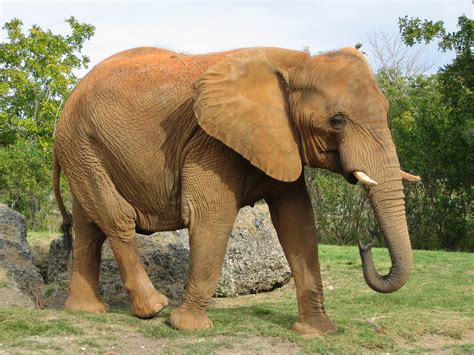fileafrikanischer elefant miamijpg wikimedia commons