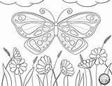 Coloring Pages Garden Butterfly Squarespace Color Adventure sketch template