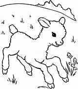 Lamb Agneau Coloriage Cordero Sheeps Coloringhome Colorier Albumdecoloriages Grasslands Dessiner Coloriages Mouton Passover Webstockreview Loup sketch template