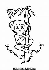 Coloring Pages Climbing Monkey Printable Tree Bamboo Chimpanzee Animals Animal Climb Coloring4free 2021 Sheets Color 1072 Rock Cartoon Getdrawings Panda sketch template