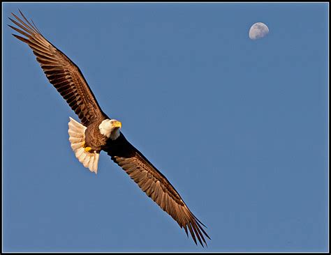 soaring eagle shutterbug