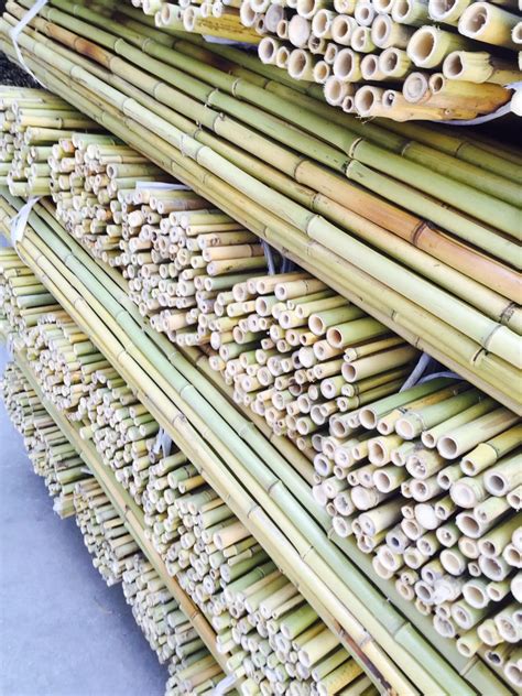 wholesale natural straight moso bamboo poles  decorative plants growing  construction