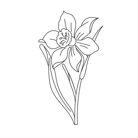 daffodil flower outline isolated  white background hand drawn