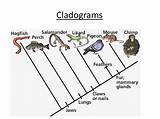 Cladogram Phylogenetic Classification Cladograms Evolutionary Examples sketch template