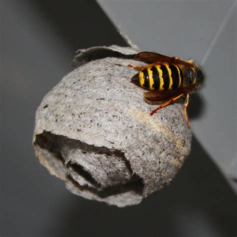 Yellow Jacket Wasp Nests Bee Friendly