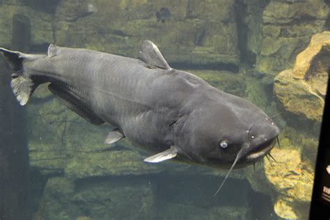 fileblue catfish tenn aquariumjpg wikipedia