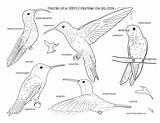 Bird Coloring Pages Kids Doing Sketching sketch template