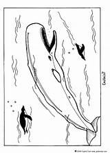 Ausmalen Cachalote Pottwal Wal Ausmalbilder Malvorlagen Narwal Sperm Whale Hellokids Mamiferos Ballenas Kinder Drucken Línea sketch template