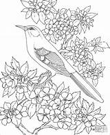 Coloring Pages Mockingbird Blossom Apple Arkansas Birds Adults Bird Flower Animals Printable Drawing State Nature Line Patterns Flowers Supercoloring Para sketch template