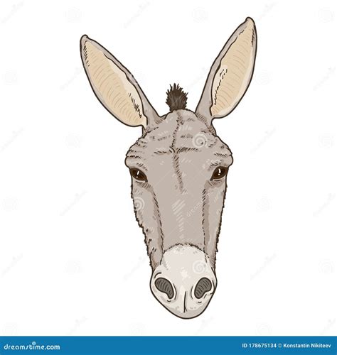 vector cartoon donkey head stock vector illustration  ears