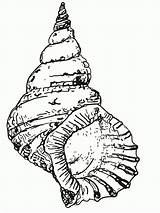 Coloring Seashell Shell Pages Drawing Conch Sea Printable Draw Kids Clipart Seashells Beach Line Snail Cliparts Sheets Simple Book Adult sketch template
