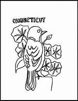 Connecticut State Coloring Sheets Birds Mountain Laurel Flowers Flower Robin sketch template