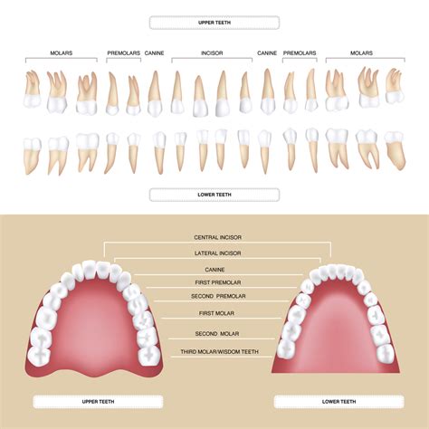 types  teeth mortenson family dental