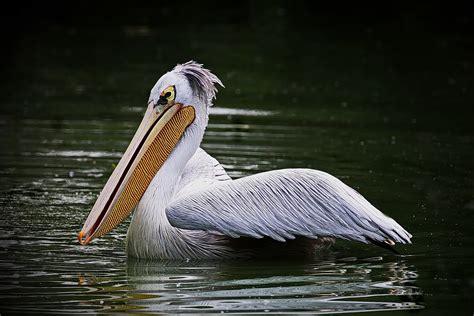 pelikan foto bild tiere wildlife wild lebende voegel bilder auf fotocommunity