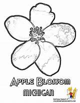 Coloring Apple Blossom Flower Pages State Drawing Drawings Maine Kids Printable Michigan Peach Getdrawings Sheets Usa Clipart Sheet Blossoms Comments sketch template