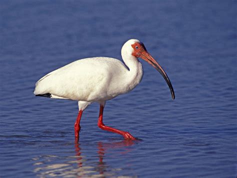 ibis bird facts