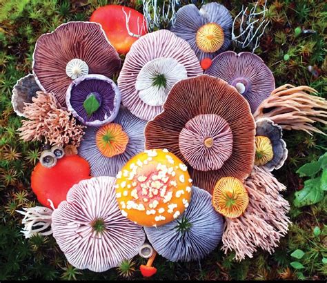 interesting fungi arrangement roddlysatisfying