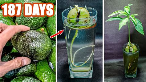Growing Avocado Seed In Water Time Lapse 187 Days Youtube