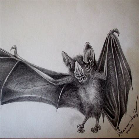 bat drawing animals drawings pictures drawings ideas  kids easy