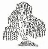 Willow Tree Drawing Line Stencil Logo Paintingvalley Drawings sketch template