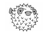 Palla Pesce Colorare Disegno Egel Igelfisch Kea Igel Porcupinefish Malvorlagen Schoolplaten sketch template