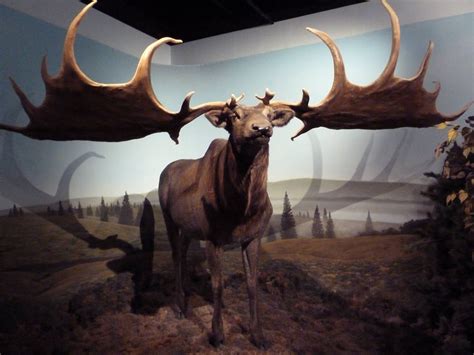 prehistoric mammals giant deer international wildlife museum irish elk prehistoric