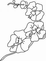 Orchid Coloring Pages Flowers Pretty sketch template