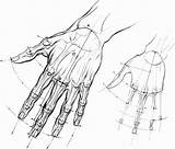 Hand Drawing Proportions Hands Anatomy Human Measurements Draw Drawings Nava Reference Position Anatomical Reach Finger Body Joshua Arts Zeichnen Joshuanava sketch template